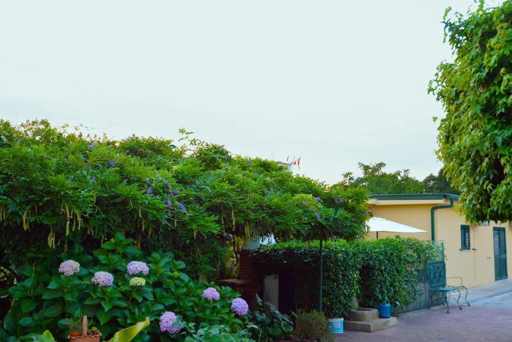 A Tintureira Villa São Martinho de Antas Eksteriør billede